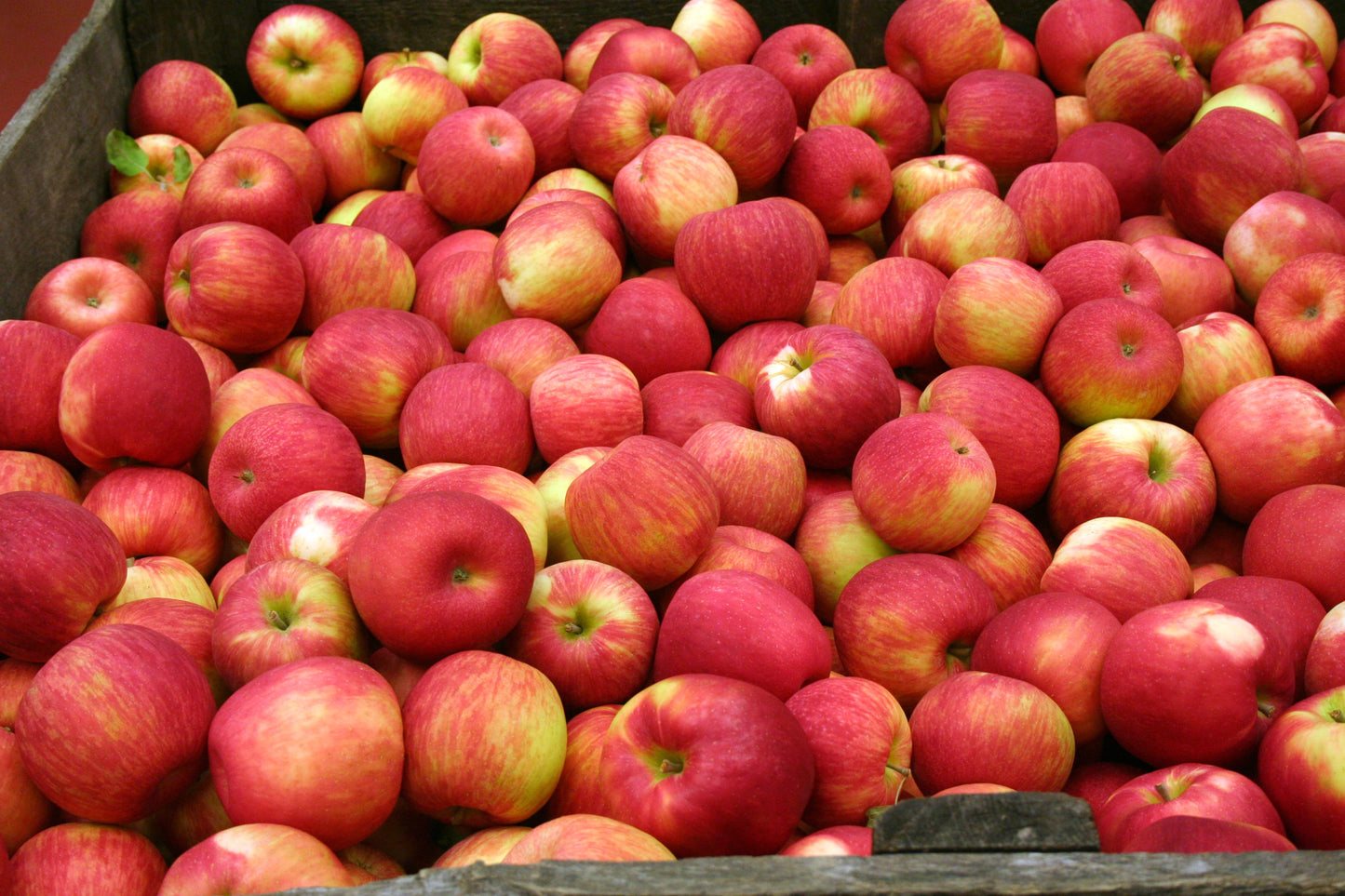 Just Apples